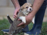 2 chiots mâles Welsh Corgi Pembroke LOF à réserver, nés en décembre 2025