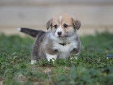 2 chiots mâles Welsh Corgi Pembroke LOF à réserver, nés en décembre 2025