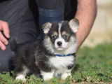 2 chiots mâles Welsh Corgi Pembroke LOF à réserver, nés en décembre 2025