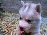 1 chiot mâle Husky Sibérien non-LOF à vendre