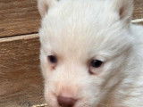 1 chiot mâle Husky Sibérien non-LOF à vendre