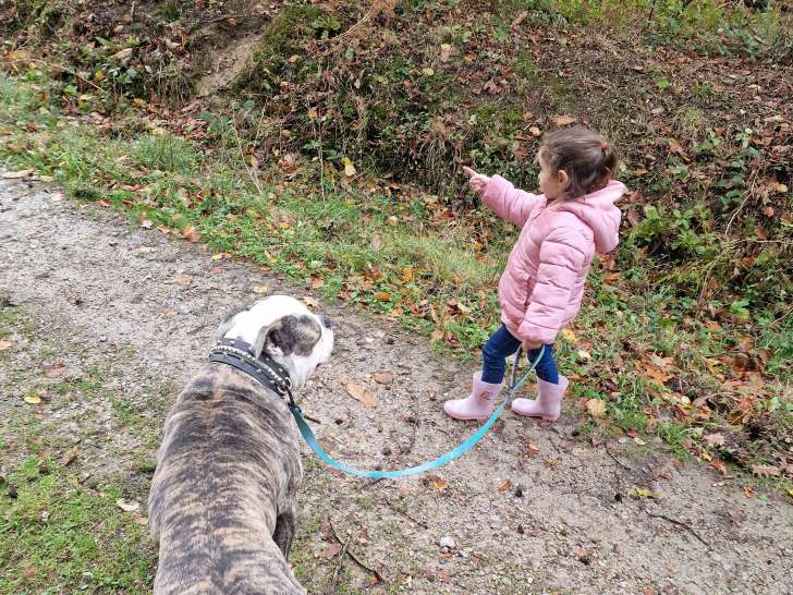 Chien Bouledogue Américan à donner