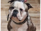 Chien Bouledogue Américan à donner