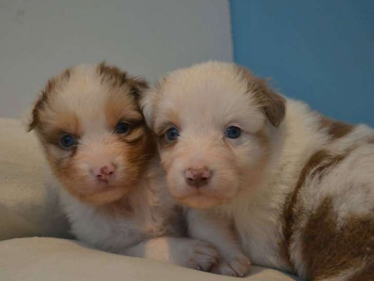 8 chiots Berger Australien LOF à réserver, nés en décembre 2025