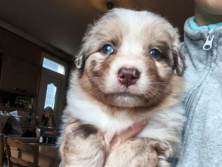 Chiots Berger Australien LOF à vendre, nés en décembre 2025