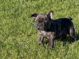 Vente de 4 chiots Bouledogue Français non-LOF, 1 mâle et 3 femelles bringés de décembre 2025