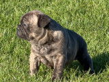 Vente de 4 chiots Bouledogue Français non-LOF, 1 mâle et 3 femelles bringés de décembre 2025