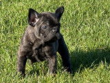 Vente de 4 chiots Bouledogue Français non-LOF, 1 mâle et 3 femelles bringés de décembre 2025