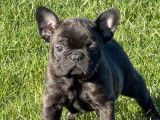 Vente de 4 chiots Bouledogue Français non-LOF, 1 mâle et 3 femelles bringés de décembre 2025