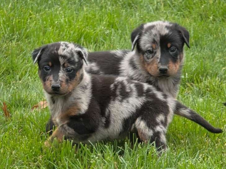 7 chiots Berger de Beauce LOF à réserver, nés en janvier 2026