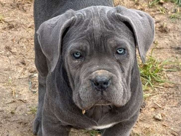 3 chiots Cane Corso Italien LOF, 1 mâle et 2 femelles, nés en novembre 2025, à réserver