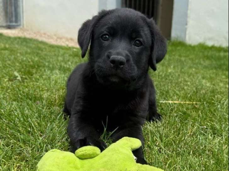 6 chiots Retriever du Labrador LOF à réserver, nés en janvier 2026