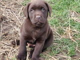 1 chiot mâle Retriever du Labrador LOF, chocolat, de décembre 2025 à vendre