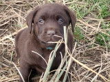1 chiot mâle Retriever du Labrador LOF, chocolat, de décembre 2025 à vendre