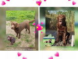 1 chiot mâle Retriever du Labrador LOF, chocolat, de décembre 2025 à vendre