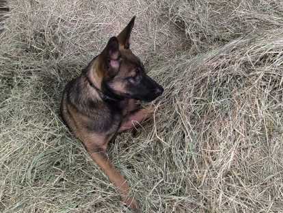 Jeune Malinois à vendre