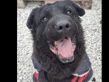 À la recherche d’une famille : chien de 5 ans au pelage noir