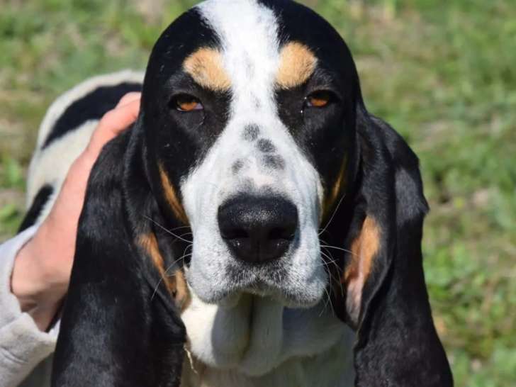 En quête d’un foyer : chienne Ariégeois de 10 ans au pelage tricolore