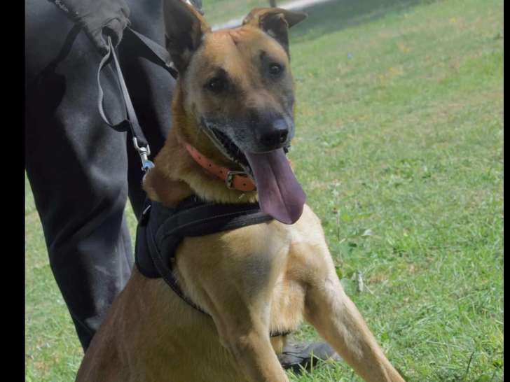 Disponible à l’adoption : chien Berger Malinois de 10 ans