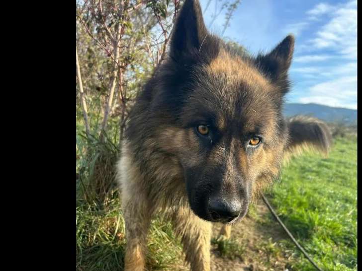 À la recherche d’une famille : chien Berger Allemand de couleur fauve charbonnée