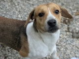 Disponible à l’adoption : chiot mâle Beagle tricolore de 11 mois