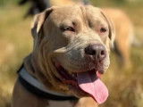 À adopter : chien American Bully beige