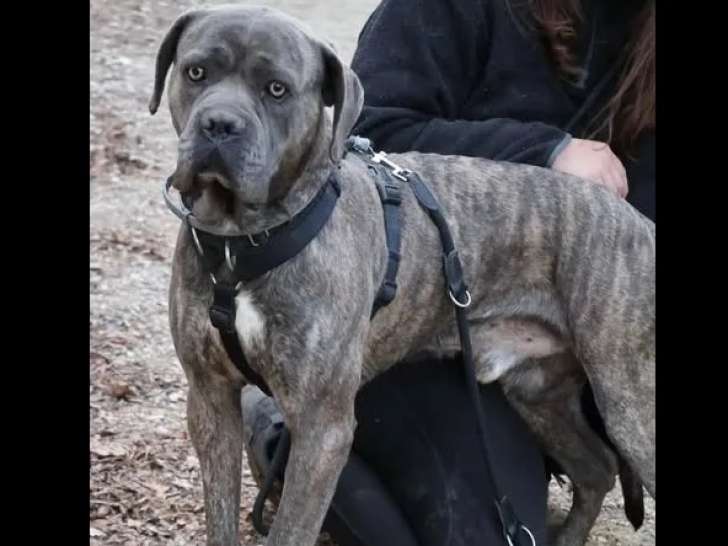 Chien Cane Corso bringé de 4 ans à la recherche d’une famille