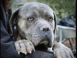 Chien Cane Corso bringé de 4 ans à la recherche d’une famille