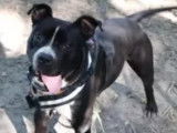 Disponible à l’adoption : chien Staffordshire Américain Terrier noir et blanc de 3 ans