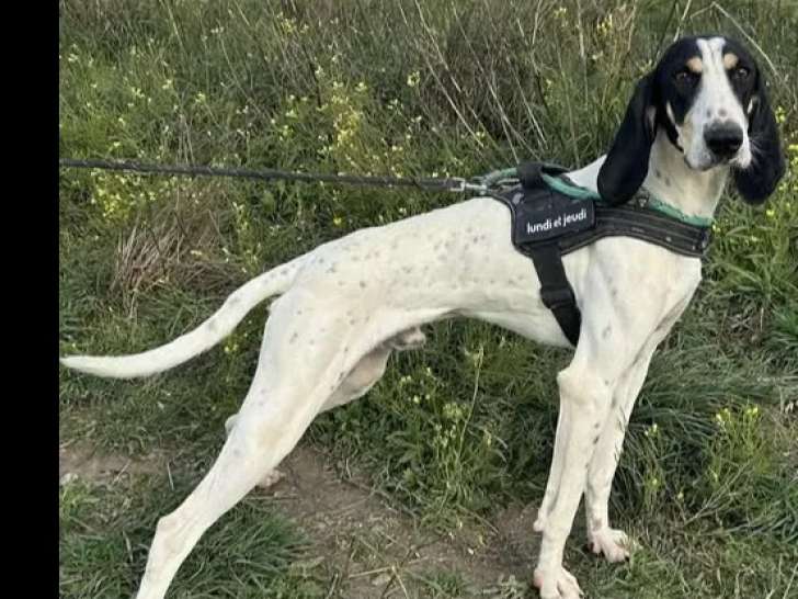 À adopter : chien Ariégeois tricolore de 2 ans