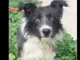 Disponible à l’adoption : chien Border Collie noir et blanc de 7 ans
