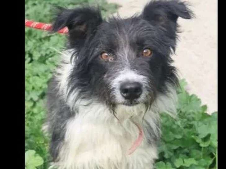 Disponible à l’adoption : chien Border Collie noir et blanc de 7 ans