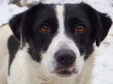 À adopter : chienne noire et blanche