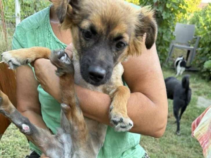 Chien d’un an en quête d’un foyer