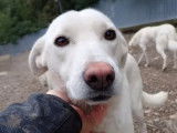Chienne blanche de 2 ans en attente d’un foyer
