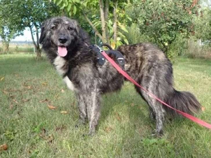 Chienne de 4 ans prête pour l’adoption