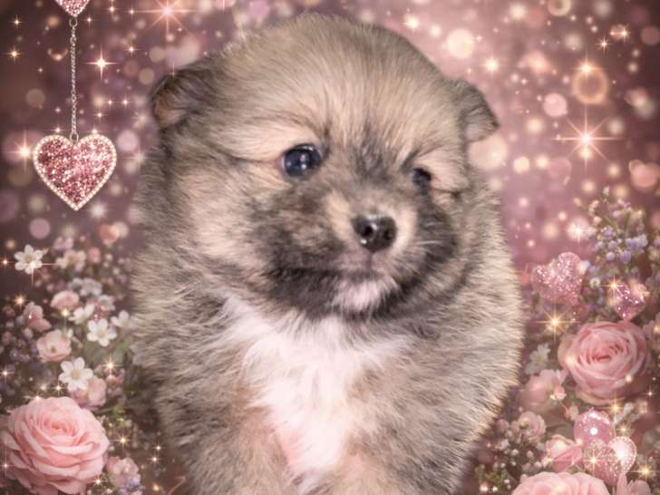 Jolie femelle Pomchi à vendre
