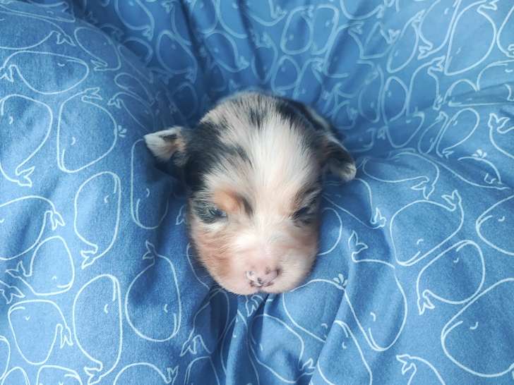 Adorables chiots Berger Australien à réserver