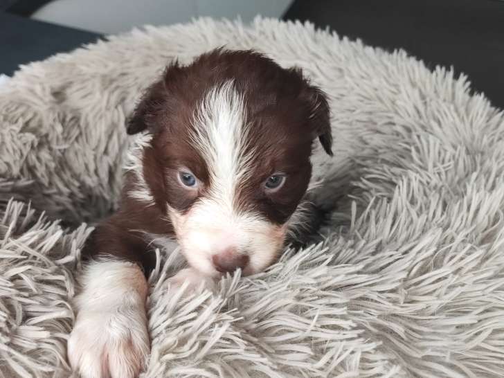 Adorables chiots Berger Australien à réserver