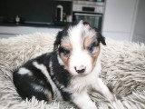 Adorables chiots Berger Australien à réserver