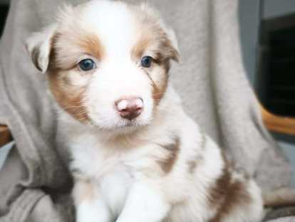 Adorables chiots Berger Australien à réserver
