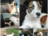 5 chiots Jack Russell Terrier LOF à réserver, mâles et femelles pour naissance mars 2026