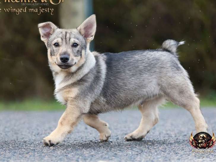 A vendre, 2 chiots Spitz des Visigoths mâles LOF d'octobre 2025