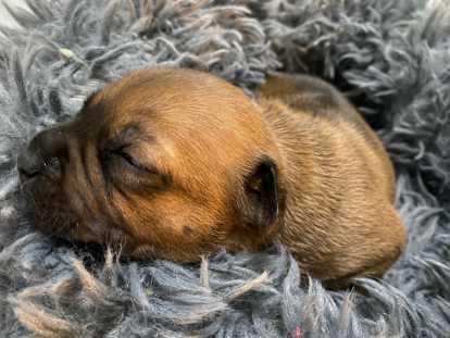 Chiots de race Staffordshire Bull Terrier à vendre (6 femelles & 2 mâles)