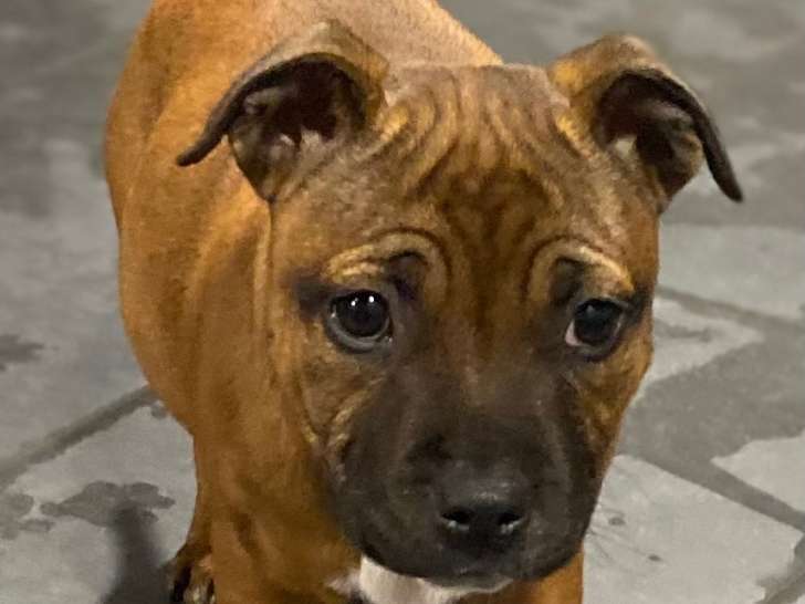 Chiots de race Staffordshire Bull Terrier à vendre (6 femelles & 2 mâles)