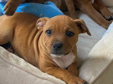 Chiots de race Staffordshire Bull Terrier à vendre (6 femelles & 2 mâles)
