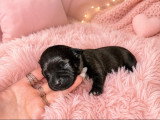 Chiots de race Staffordshire Bull Terrier à vendre (6 femelles & 2 mâles)