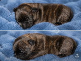 Chiots de race Staffordshire Bull Terrier à vendre (6 femelles & 2 mâles)