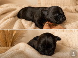 Chiots de race Staffordshire Bull Terrier à vendre (6 femelles & 2 mâles)