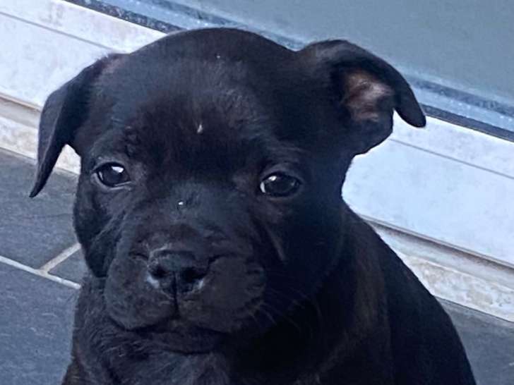 Chiots de race Staffordshire Bull Terrier à vendre (6 femelles & 2 mâles)